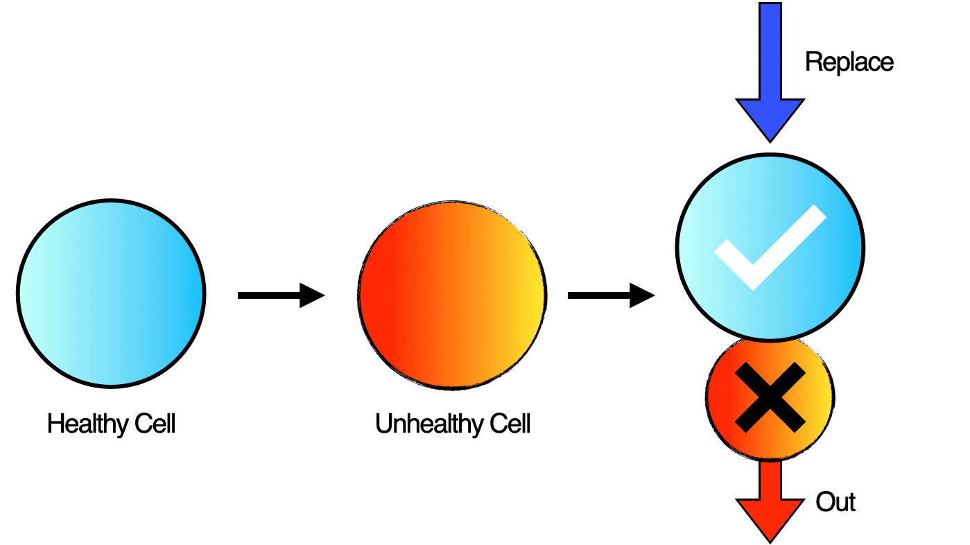 Autophagy and apoptosis: the body's built-in repair and cleanup system.
