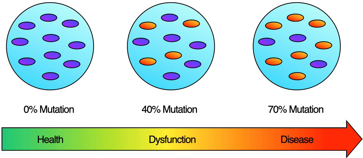 Heteroplasmy: the ratio of healthy to damaged mitochondria inside a cell.